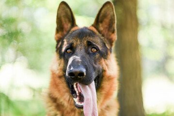 male German Shepherd on a walk in the summer forest, large dog walks in the field in the sunlight, walking a dog in the warm season, dog carries a stick