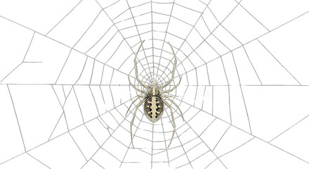 Obraz premium Realistic Spider on Web Intricate Nature Design and Wildlife Concep