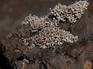 Close-Up 1