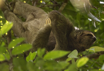 Sloth on the tree © Raphael