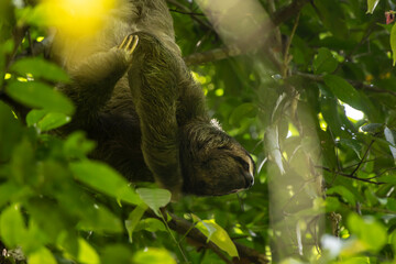 Sloth on the tree © Raphael