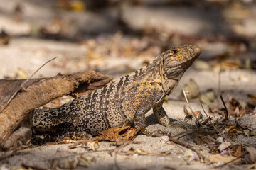 Obraz premium iguana on the rock