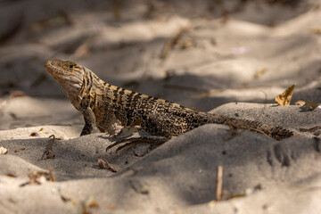 striped iguana