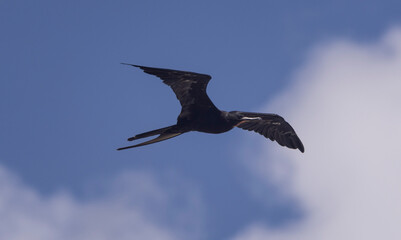 Frigate bird in flight