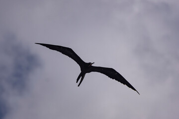 Frigate bird in flight