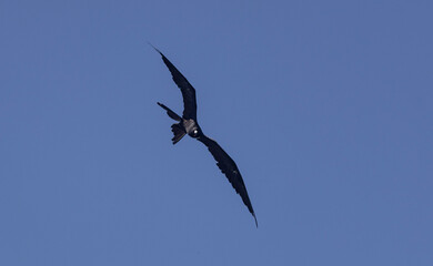 Obraz premium Frigate bird in flight