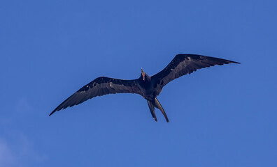 Frigate bird in flight