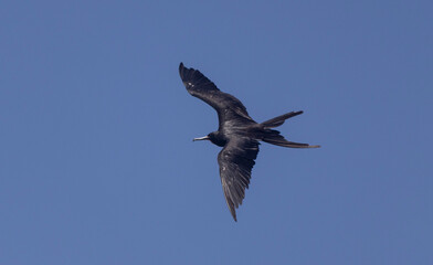 Obraz premium Frigate bird in flight