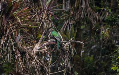 Quetzal in Costa Rica