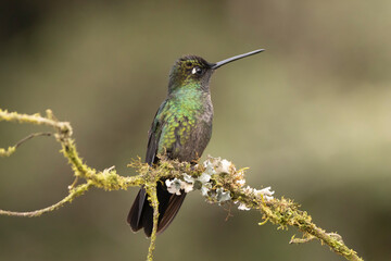 hummingbird on a branch