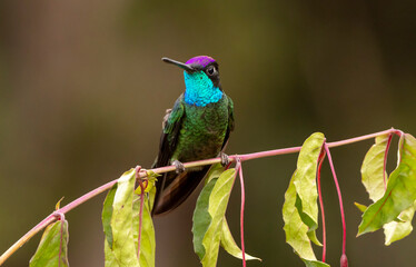 hummingbird on a branch
