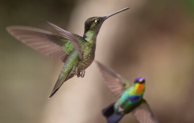 Fototapeta premium hummingbird on a branch
