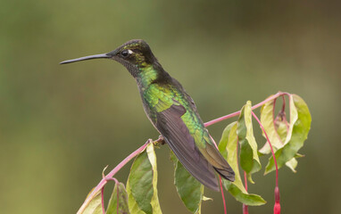 hummingbird on a branch