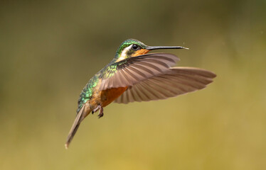 Fototapeta premium Humming bird in flight