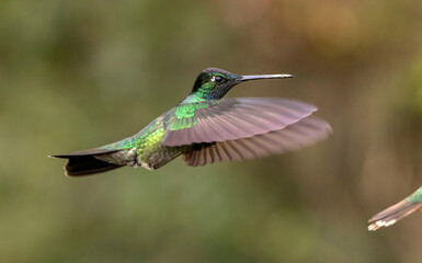 Fototapeta premium hummingbird in flight