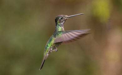 hummingbird in flight