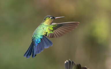 hummingbird in flight