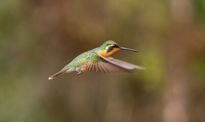 hummingbird in flight