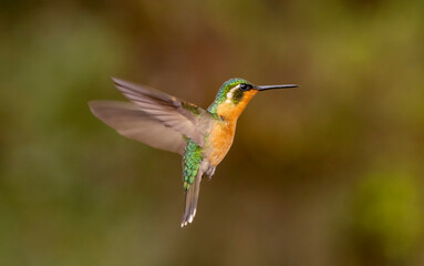 Obraz premium hummingbird on a branch