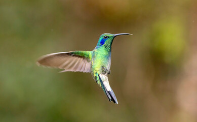 Fototapeta premium hummingbird in flight