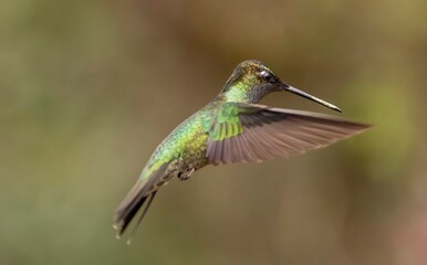 hummingbird in flight