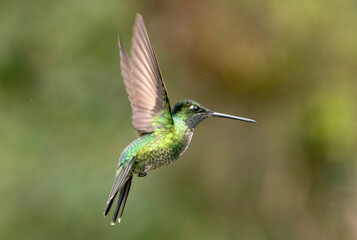 hummingbird in flight