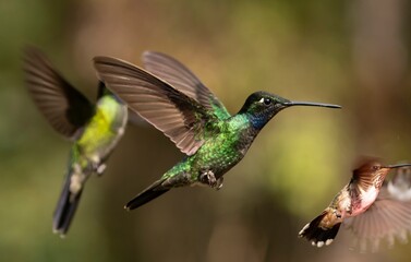 hummingbird in flight