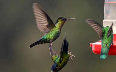 hummingbird in flight