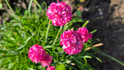 thrift sea pink, Armeria maritima plant, blooming in the garden
