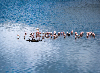 Fototapeta premium A lesser flamingo colony (Phoeniconaias minor) in Arusha National Park