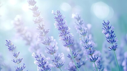 Naklejka premium A gradient of pale blue fading into soft lavender, providing a peaceful and calming backdrop.