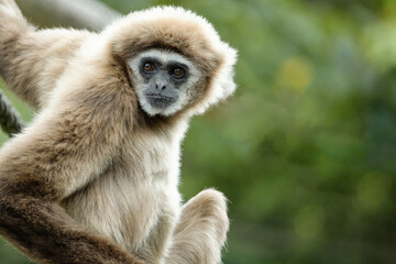 lar gibbon white-handed gibbon, an endangered primate in the gibbon family