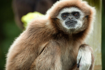 lar gibbon white-handed gibbon, an endangered primate in the gibbon family