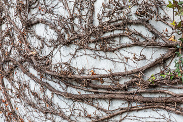 branches and roots on the wall