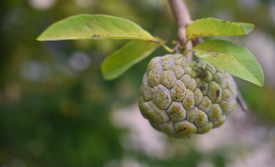 custard apples on tree
