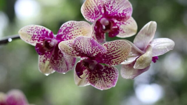 Close up on a beautiful pink orchid Doritaenopsis, the flower is purple with white details and has some dark coloured parts. The middle is yellow. Copy space. Romantic.
