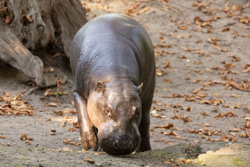 Pygmy hippopotamus Choeropsis liberiensis