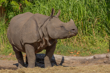 Fototapeta premium portrait of an adult rhinoceros on a sunny day on a natural background