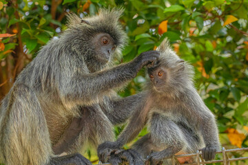 Closeup portrait of Tufted gray langur Semnopithecus priam