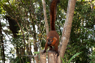 Red lemur Eulemur Coronatus, endemic animal
