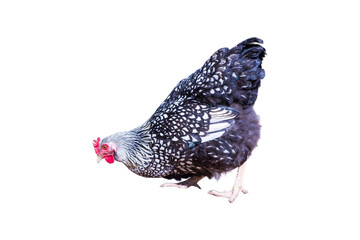 Isolated Black-and-White Laying Hen Foraging