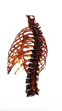 A human skeleton model rotation