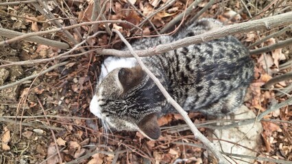 Close-up of a cat's head