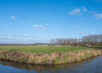 meadow landscape near houten and utrecht with sheep and train