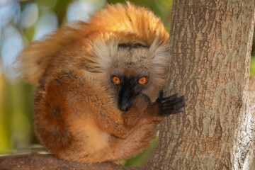 Blue eyed lemur on tree in forest