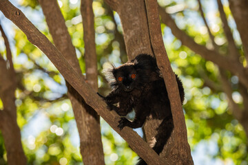 family Black lemur, Eulemur macaco, sits by a tree trunk