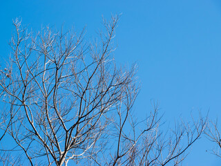 冬の雲一つ無い青空と葉の無い枝03