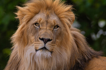 lion's portrait. expression is calm and majestic,details its fur and features.