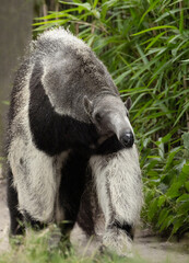 Giant anteater cute animal from Brazil.