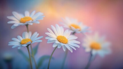 A cluster of white flowers with bright yellow centers